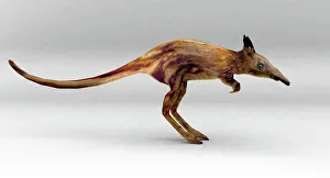 Print of Leptictidium: Artist's impression of a 90cm long extinct mammal