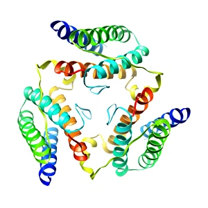 Prints of Leptin hormone molecule. Computer model showing the secondary structure of the hormone leptin. This hormone is produced by adipose (fat) tissue Images Dated 2009 October: Computer model of the leptin hormone molecule Print