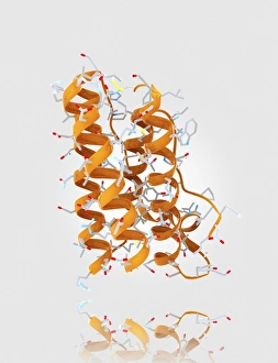 Prints of Leptin molecule. Computer model showing the crystal structure of a molecule of the hormone leptin. Leptin is produced by adipose (fat) tissue Images Dated 2012 October: Leptin Molecule Print: Computer Model of Crystal Structure