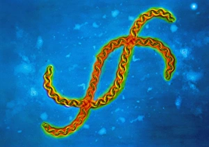 Prints of Leptospira interrogans bacteria Images Dated 2004 February: Leptospira interrogans bacteria Print