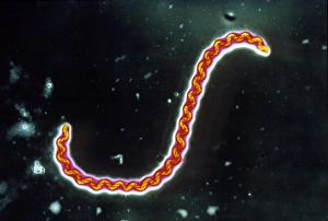 Bacteria Under Microscope Prints: Leptospira interrogans bacterium