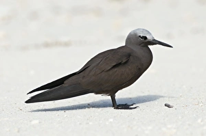 Beach Bird Photography Prints: Lesser noddy