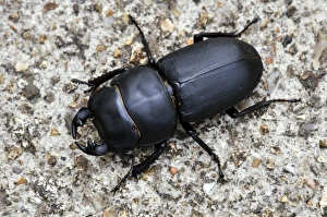 UK Insects Prints: Lesser stag beetle