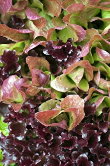 Vegetable Garden Photos Prints: Lettuce (Lactuca sp. )