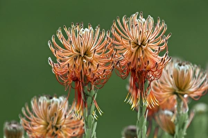 South African Botanicals Prints: Leucospermum reflexum
