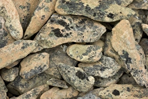 Lichen-covered rocks Lichen-covered rocks
