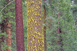 Lichens On Trees Prints: Lichens on tree