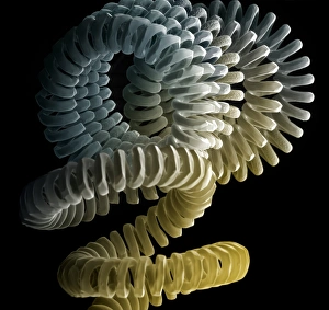 Coloured Scanning Electron Micrograph Prints: Light bulb filament, SEM
