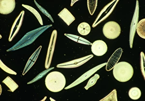 Single Celled Organisms Prints: Light micrograph of assorted diatoms