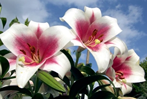 Lilium Species Prints: Lilium Triumphator