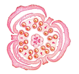 Images Dated 27th August 2009: Light Micrograph Print of a Lily Bud Cross-Section