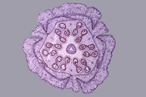 Prints of Lily flower bud. Light micrograph of a section through a young flower bud from a lily (Lilium sp.), showing pollen cells (circles) dividing within the anthers (inner ring) Images Dated 2011 December: Light Micrograph Print of Lily Flower Bud