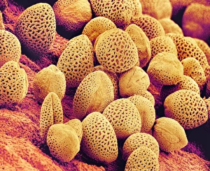 Pollen Grains Structure Prints: Lily pollen, SEM