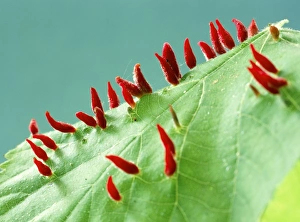 Prints of Lime nail galls. Galls (red) of the lime nail gall mite (Eriophytes tiliae) on a leaf of a small-leaved lime (Tilia cordata) tree Images Dated 2010 January: Lime Nail Gall Print