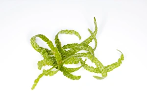Vitamin C Source Prints: Lime peel