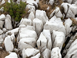 Limestone Pavement Prints: Limestone pavement C016 / 5824