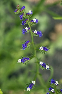 Drought Tolerant Flowers Prints: Limonium sinuatum