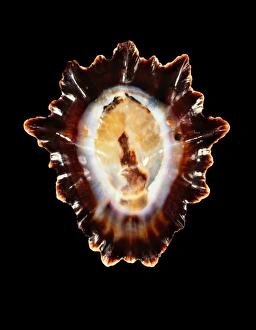 Marine Gastropod Mollusc Prints: Limpet shell C019 / 1346