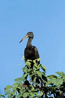 Limpkin Bird Prints: Limpkin in a tree