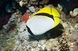 Butterflyfish Species Prints: Lined butterflyfish
