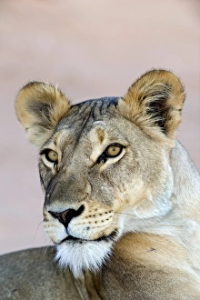 African Savannah Wildlife Images Prints: Lioness
