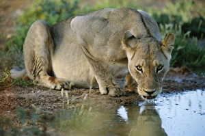 Panthera Leo Behavior Prints: Lioness drinking