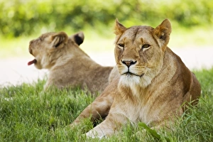 Panthera Leo Habitat Prints: Lionesses