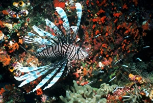 Images Dated 2004: Lionfish Print (Pterois volitans) - Irian Jaya, Indonesia