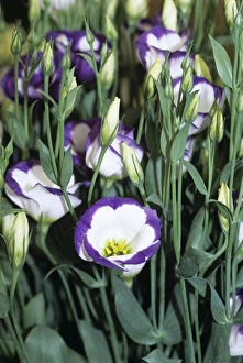 Blue Flowering Plants Outdoors Prints: Lisianthus