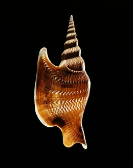 Gastropod Molluscs Prints: Listers conch shell