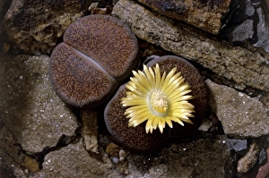 Succulent Plant Images Prints: Lithops lesliei Warenton