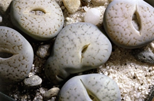 Living Stone Plant Print - Lithops pseudotruncatella Pallid Form