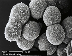 Liver cells, SEM Liver cells, SEM