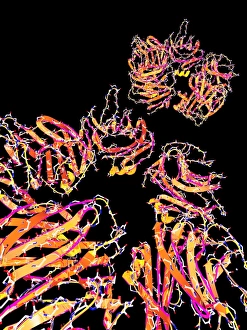 Liver proteins Liver proteins