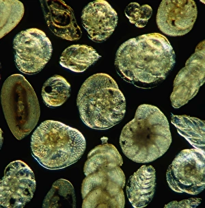 LM of assorted Foraminifera shells LM of assorted Foraminifera shells