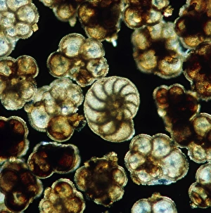 LM of assorted fossil Foraminifera shells LM of assorted fossil Foraminifera shells