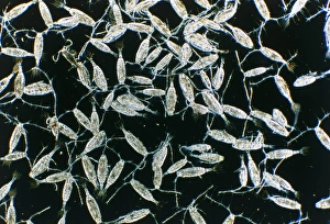 LM of copepods, marine crustaceans in plankton LM of copepods, marine crustaceans in plankton