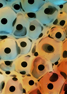 LM of frogspawn of the European edible frog LM of frogspawn of the European edible frog