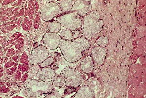 LM of mammary gland LM of mammary gland