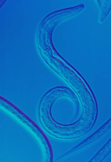 LM of the nematode worm, Caenorhabditis elegans LM of the nematode worm, Caenorhabditis elegans