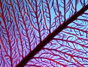 LM of the red algae, Plumaria elegans C014/8487 LM of the red algae, Plumaria elegans C014/8487