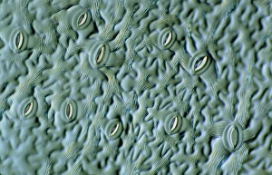 Guard Cells Function Prints: LM of the surface of an elder leaf