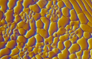 Guard Cells Function Prints: LM of the surface of a sycamore leaf