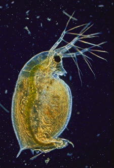 Aquatic Invertebrates Prints: LM of a water flea