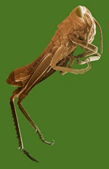 Scanning Electron Microscope Photos Prints: Locust, SEM