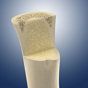Cancellous Bone Structure Prints: Long bone interior, artwork C016 / 2886