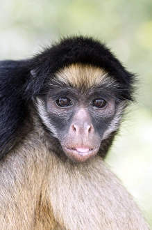 Endangered Primate Species Prints: Long-haired spider monkey