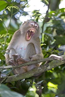 Malaysian Borneo Wildlife Prints: Long-tailed macaque