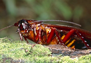 Prints of Long-winged cockroach (Megaloblatta sp.). This species of cockroach has the largest wingspan of any cockroach the world. Photographed in the Amazon rainforest, Ecuador Images Dated 2006 December: Long-winged cockroach Print (Megaloblatta sp.)