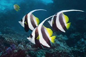 Andaman Sea Fish Prints: Longfin bannerfish